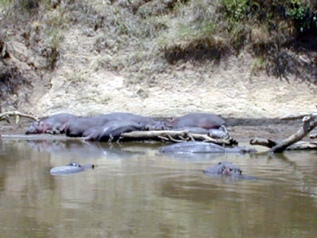 13_101002 hippos in mari river